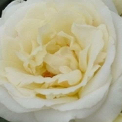 Rosa  Lenka™ - róża z dyskretnym zapachem - Róże pienne - z kwiatami bukietowymi - biały  - PhenoGeno Roses - korona krzaczasta - -
